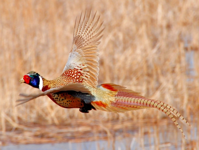 A ring-necked pheasant in flight. Both sides have wings; Lupe’s joke sets an ordinary bird against a whole mythic mount.